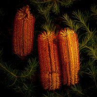 Banksia hybrid 'Bird Song'