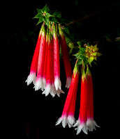 Epacris longiflora
