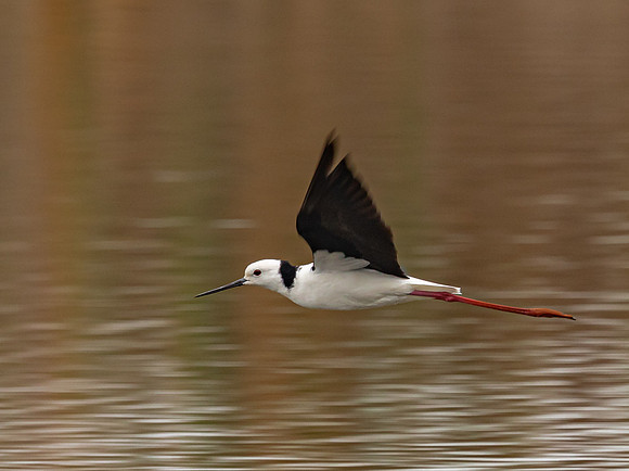 Black-winged Stilt