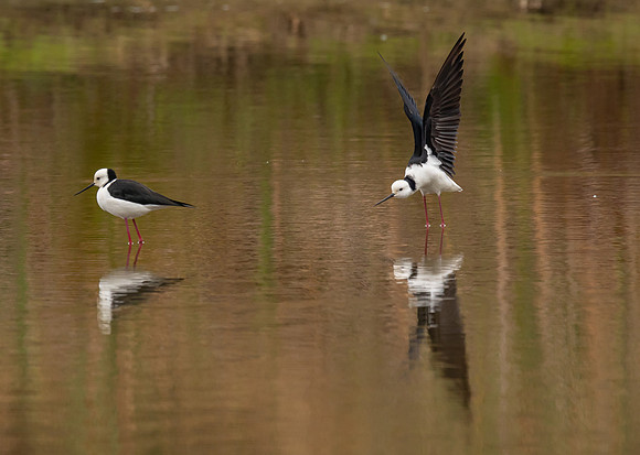 Black-winged Stilt