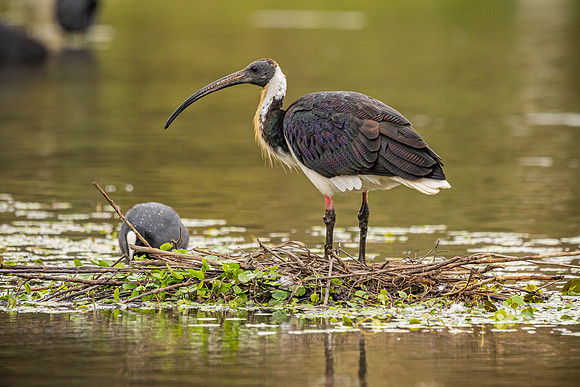 Straw-necked Ibis