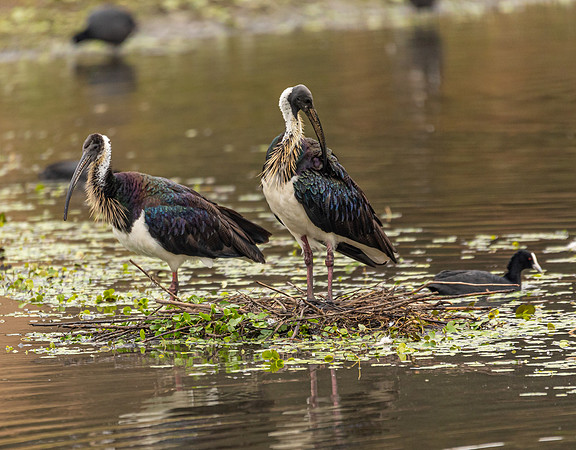 Straw-necked Ibis