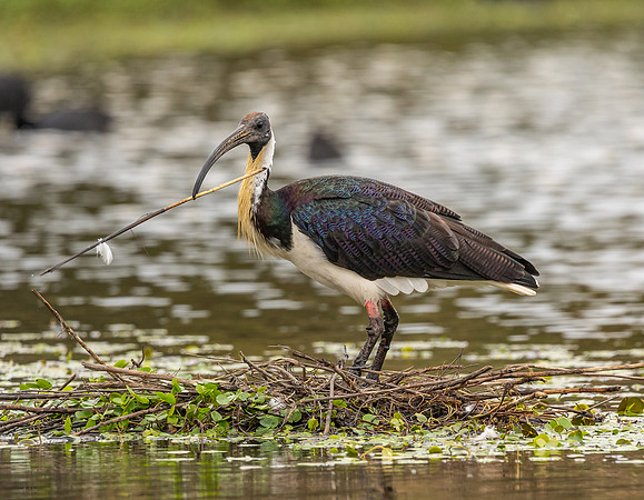 Straw-necked Ibis