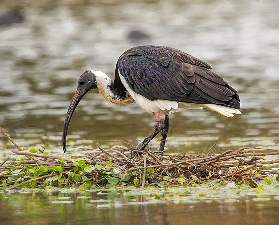 Straw-necked Ibis