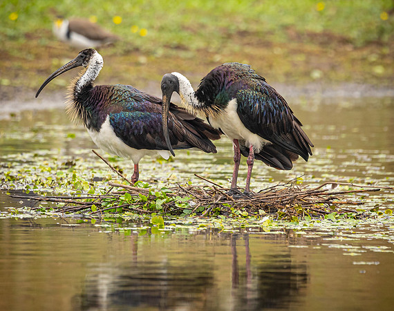 Straw-necked Ibis