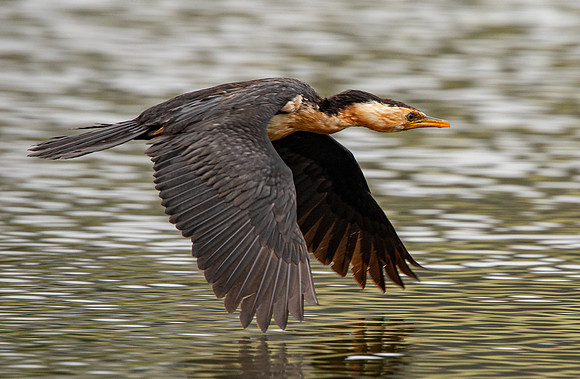 Little Pied Cormorant