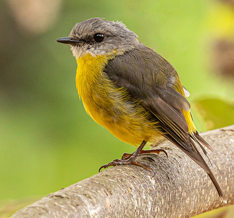 Eastern Yellow Robin