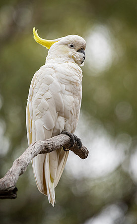 Sulphur-crested Cockatoo