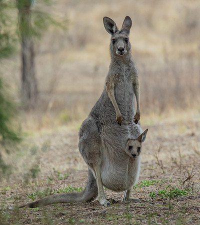 Wallaroo and Joey
