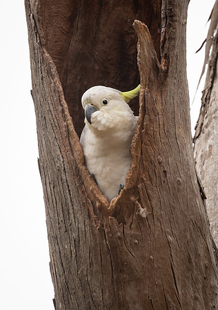 Sulphur-crested Cockatoo