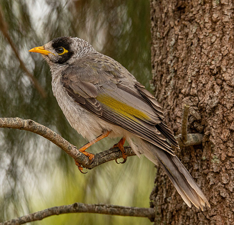 Noisy Miner