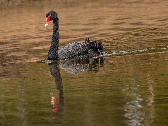 Black Swan