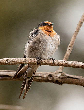 Welcome Swallow
