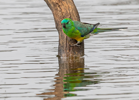 Red-rumped Parrot