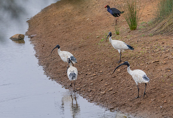 Australian White Ibis