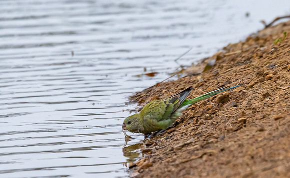 Red-rumped Parrot