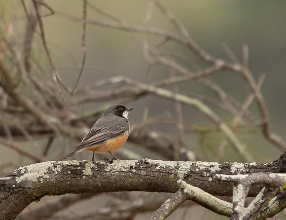 Rufous Whistler